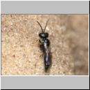 Diodontus minutus - Grabwespe 03 5mm.jpg